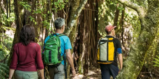 Guided hike through dense native forest in Abel Tasman Coastal track with small group