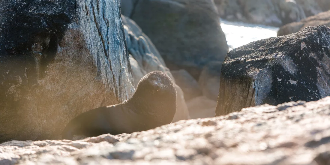 Fur seal resting among rocks on Tonga Island in Abel Tasman National Park