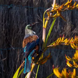 Tūī bird perched on New Zealand flax flower in Abel Tasman