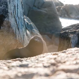 Fur seal resting among rocks on Tonga Island in Abel Tasman National Park