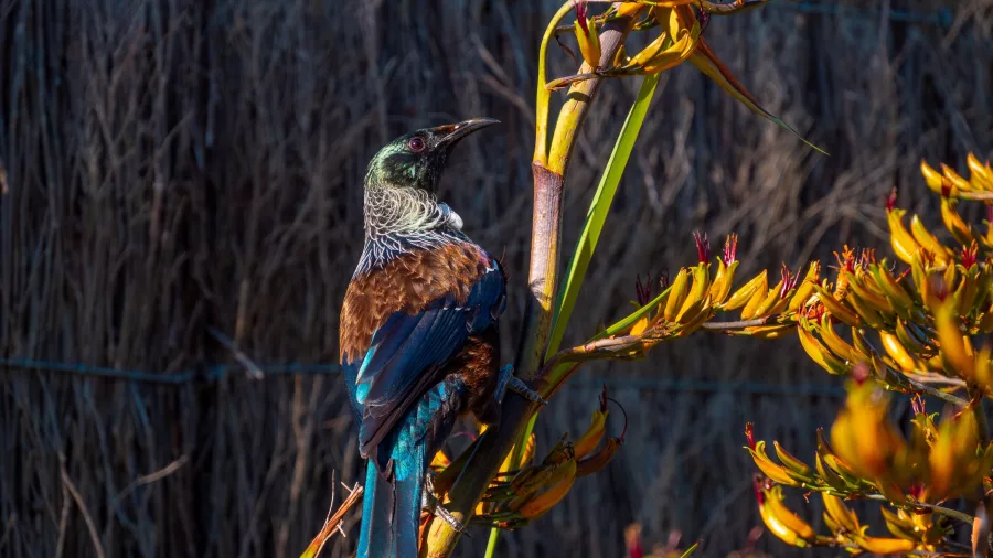 Tūī bird perched on New Zealand flax flower in Abel Tasman