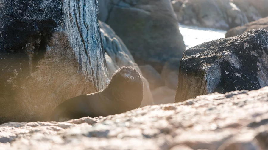 Fur seal resting among rocks on Tonga Island in Abel Tasman National Park