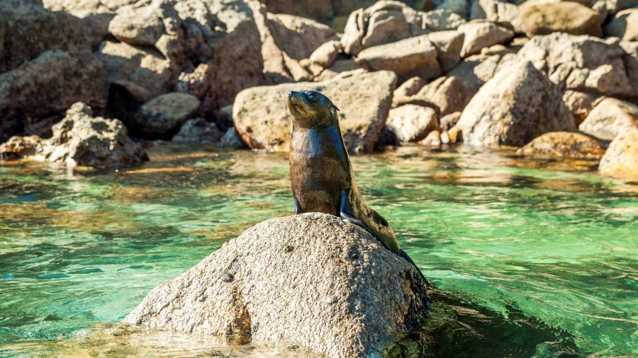 New Zealand fur seal resting on a rock in clear turquoise water