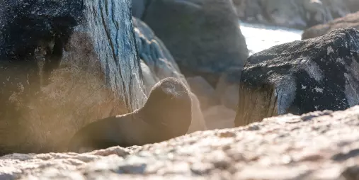 Fur seal resting among rocks on Tonga Island in Abel Tasman National Park