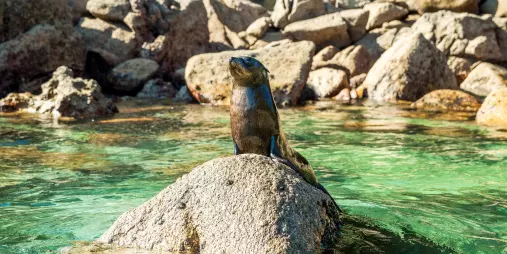 New Zealand fur seal resting on a rock in clear turquoise water