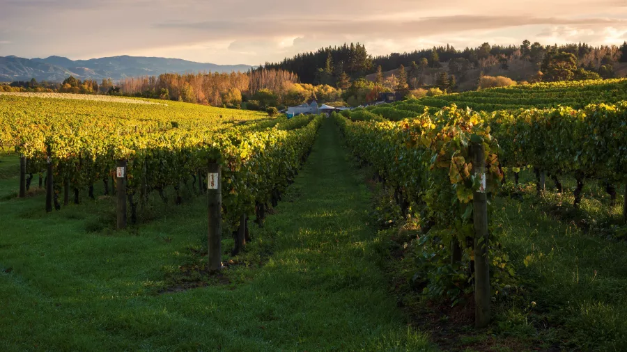 Vineyard rows at sunset in Nelson Tasman wine country