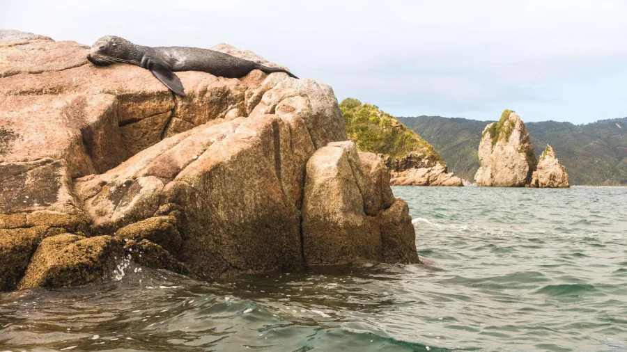 New Zealand fur seal resting on rocks at Tata Beach, Golden Bay