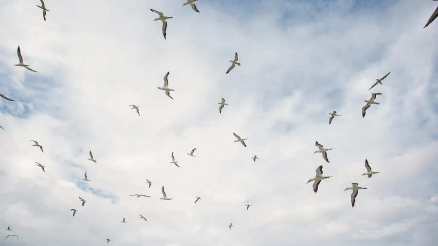 Gannets flying above Farewell Spit in Golden Bay