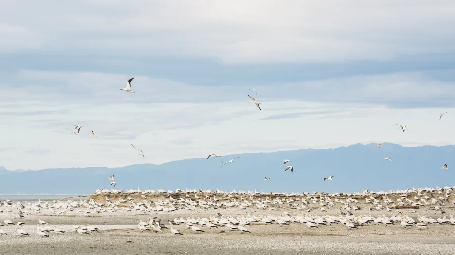 Gannet colony at Farewell Spit in Nelson Tasman, Golden Bay