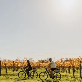 E-bikers riding through autumn vineyards on the Great Taste Trail, Nelson Tasman