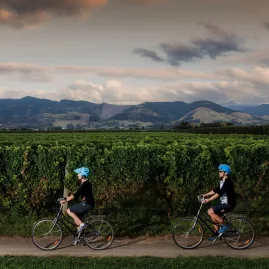 Cyclists riding past vineyards at sunset on the Great Taste Trail, Nelson Tasman