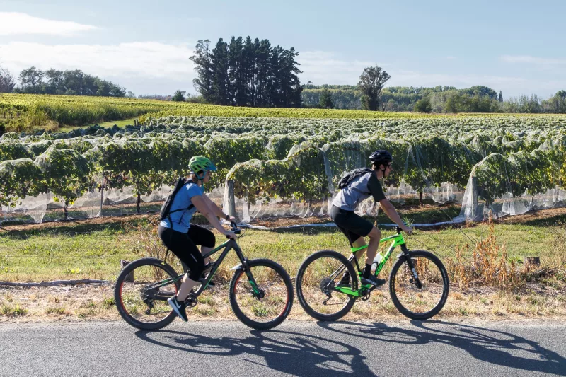 Couple e-biking past vineyards on the Great Taste Trail, Nelson Tasman
