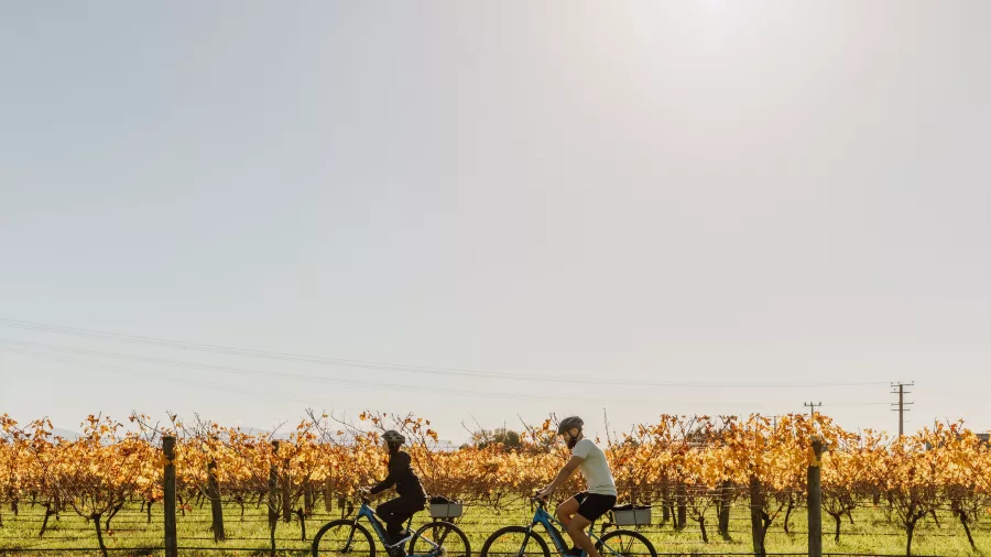 E-bikers riding through autumn vineyards on the Great Taste Trail, Nelson Tasman