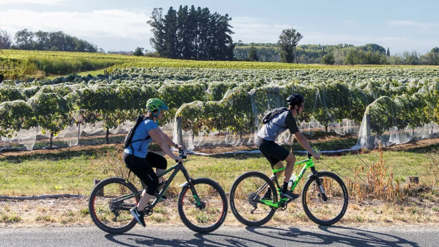 Couple e-biking past vineyards on the Great Taste Trail, Nelson Tasman
