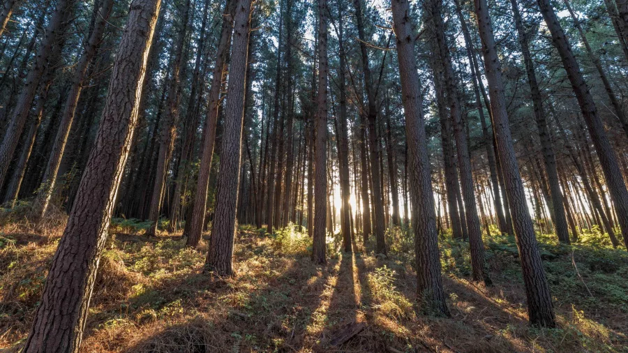 Sunlight streaming through pine forest on the Great Taste Trail on Rabbit Island