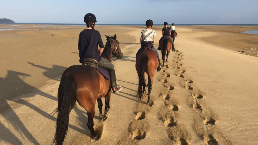 Horse trekking along the golden sands of Marahau Beach