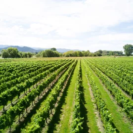 Aerial view of fruit orchard in Motueka, Nelson Tasman