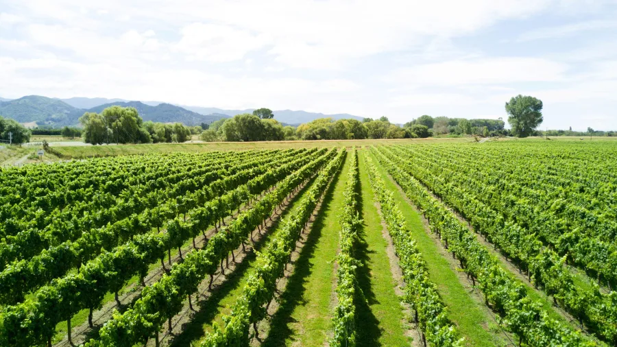 Aerial view of fruit orchard in Motueka, Nelson Tasman