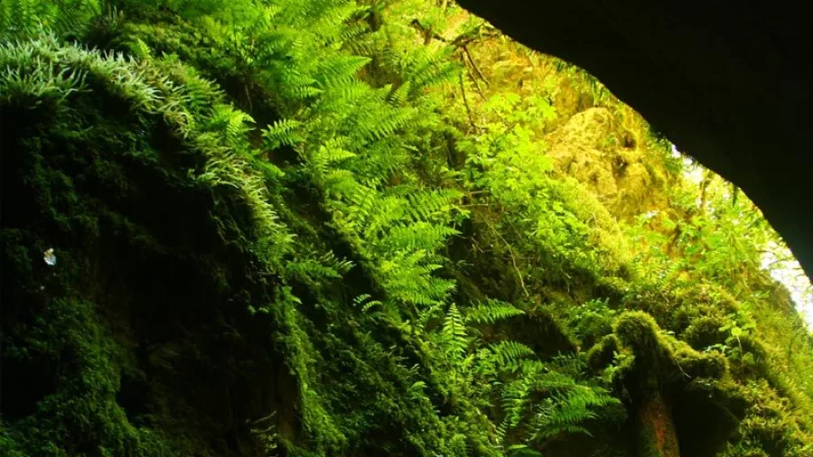Lush green ferns growing on canyon wall at Blue Creek in Kahurangi
