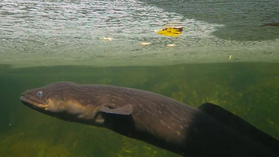 Underwater photo of longfin eel swimming in clear pool at Falls River canyon