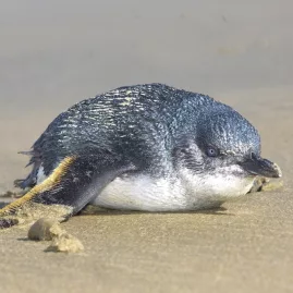 Little blue penguin resting on the sand at the edge of the sea in Abel Tasman National Park
