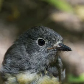 Close-up of a South Island robin in the native forest of Abel Tasman National Park