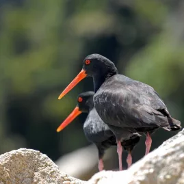 Pair of variable oystercatchers standing on coastal rocks in Abel Tasman National Park