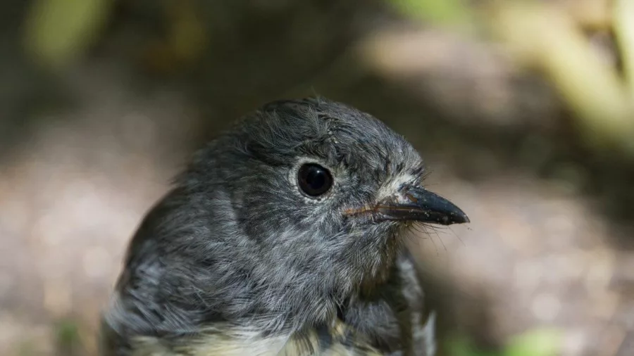 Close-up of a South Island robin in the native forest of Abel Tasman National Park