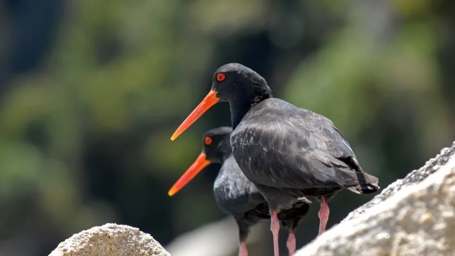 Pair of variable oystercatchers standing on coastal rocks in Abel Tasman National Park