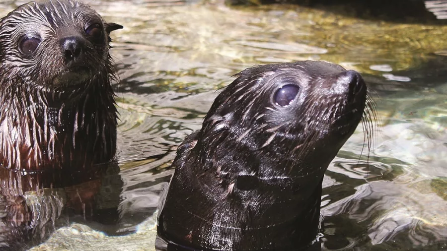 Two baby New Zealand fur seals in shallow water near Tonga Island Marine Reserve