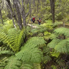 Trampers walking through dense fern-filled forest on a trail in Abel Tasman National Park