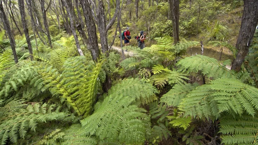 Trampers walking through dense fern-filled forest on a trail in Abel Tasman National Park