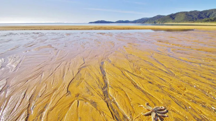 Starfish on rippled golden sand at low tide on Awaroa Beach in Abel Tasman National Park