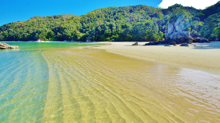 Crystal-clear shallows and golden sand with forested hills in Abel Tasman National Park