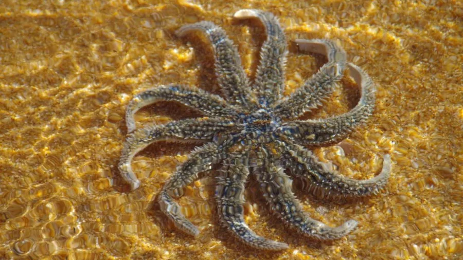 Starfish in shallow golden water in Abel Tasman National Park
