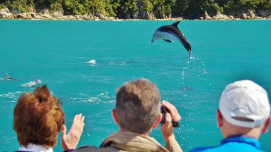 Tourists watching a dolphin leap from the sea during a wildlife cruise in Abel Tasman