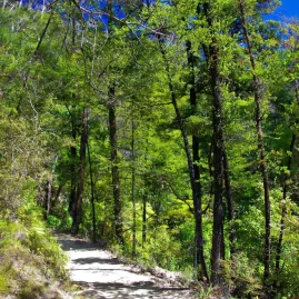 Sunlit forest trail in Abel Tasman National Park along the Discoverer Day route