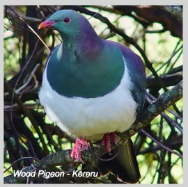 Wood pigeon (kererū) perched on a tree branch in Abel Tasman National Park forest