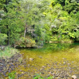 Shallow forest stream with crystal-clear water in Abel Tasman National Park