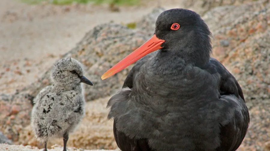 Adult variable oystercatcher with chick on sandy beach in Abel Tasman National Park