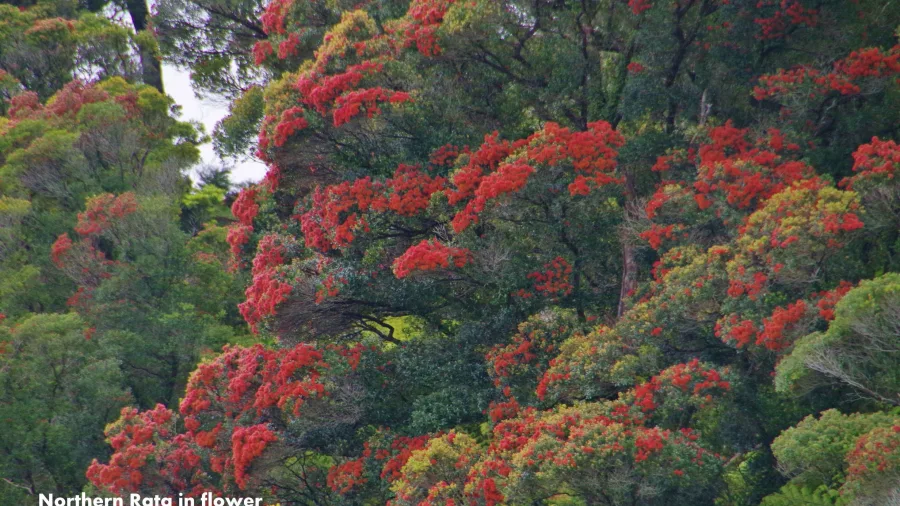 Northern Rātā trees in bloom with bright red flowers in a New Zealand native forest