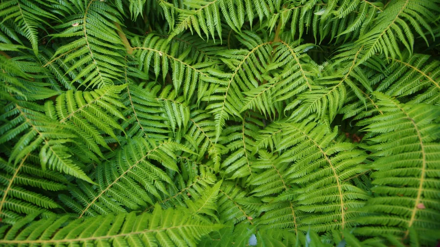 Lush green fern fronds covering the forest floor in Abel Tasman National Park