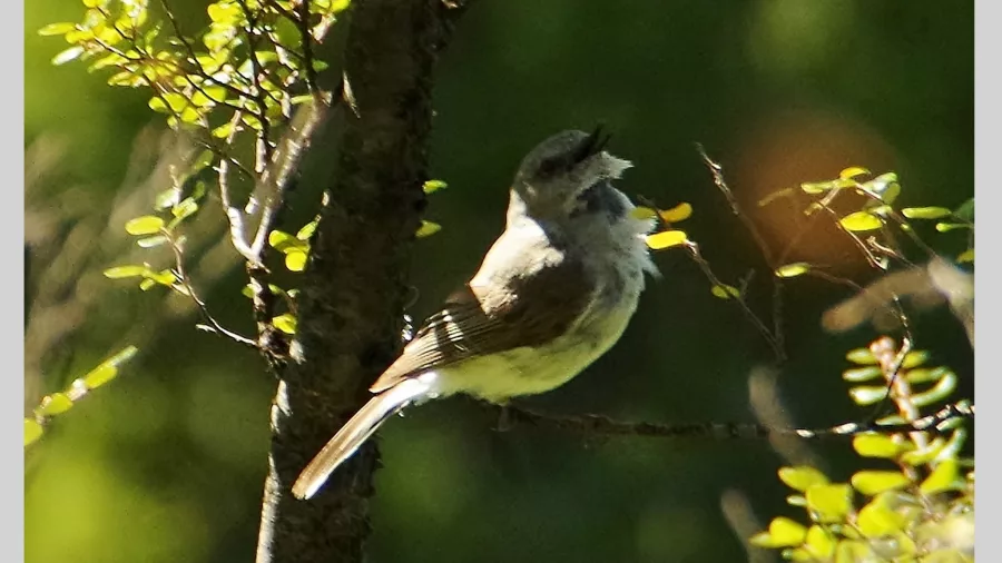 Grey warbler (Riroriro) perched on a sunlit branch in Abel Tasman National Park