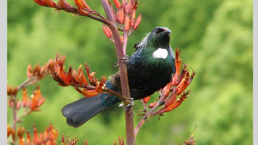 Tūī perched on a flowering harakeke in Abel Tasman National Park
