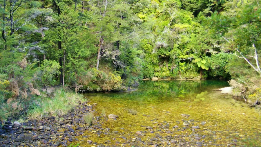 Shallow forest stream with crystal-clear water in Abel Tasman National Park