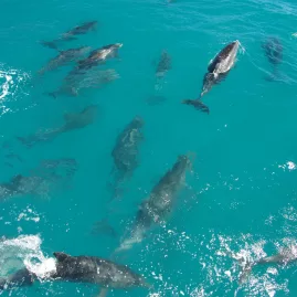 A pod of dolphins swimming near a boat in Abel Tasman National Park