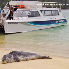 Leopard seal resting on a beach near an Abel Tasman Sea Shuttle vessel