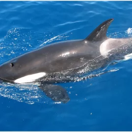 Close-up of an orca swimming in deep blue waters near the Astrolabe area in Abel Tasman