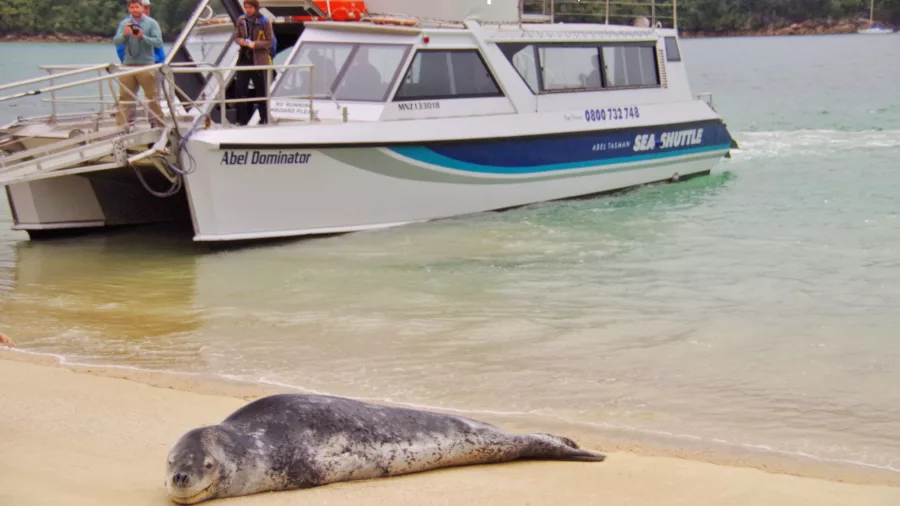 Leopard seal resting on a beach near an Abel Tasman Sea Shuttle vessel