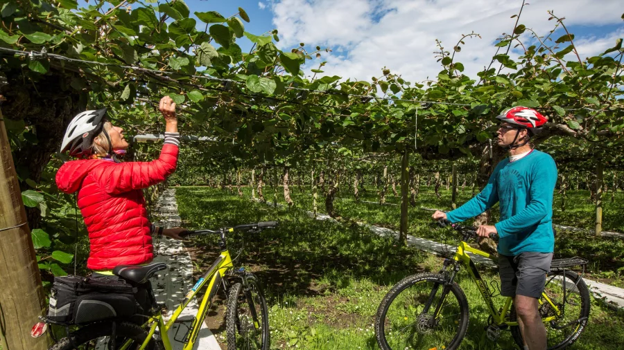 Cyclists exploring a vineyard along the Great Taste Trail with Cycle Journeys